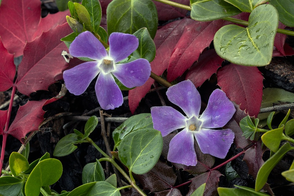small periwinkle, flower, blossom