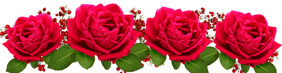flowers, red, roses