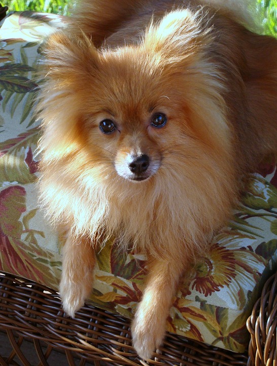 Dog Canine Cute Stock Images Page Everypixel