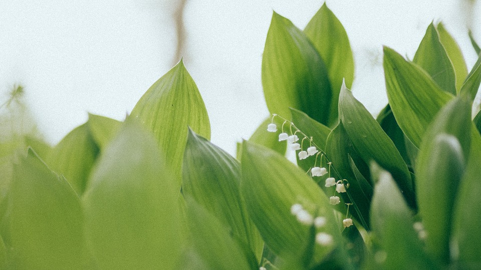 convallaria majalis, lily of the valley, lillies
