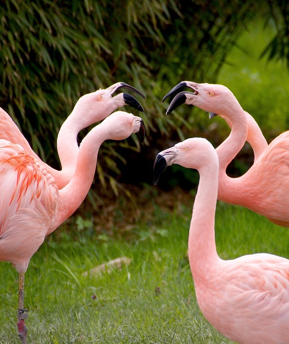 flamingos, birds, pink