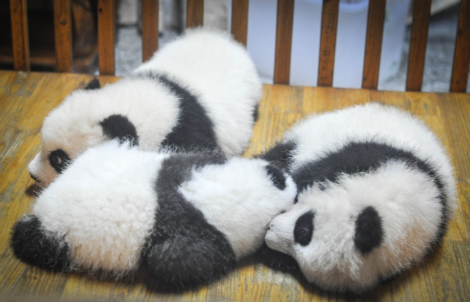 pandas, panda bears, animals