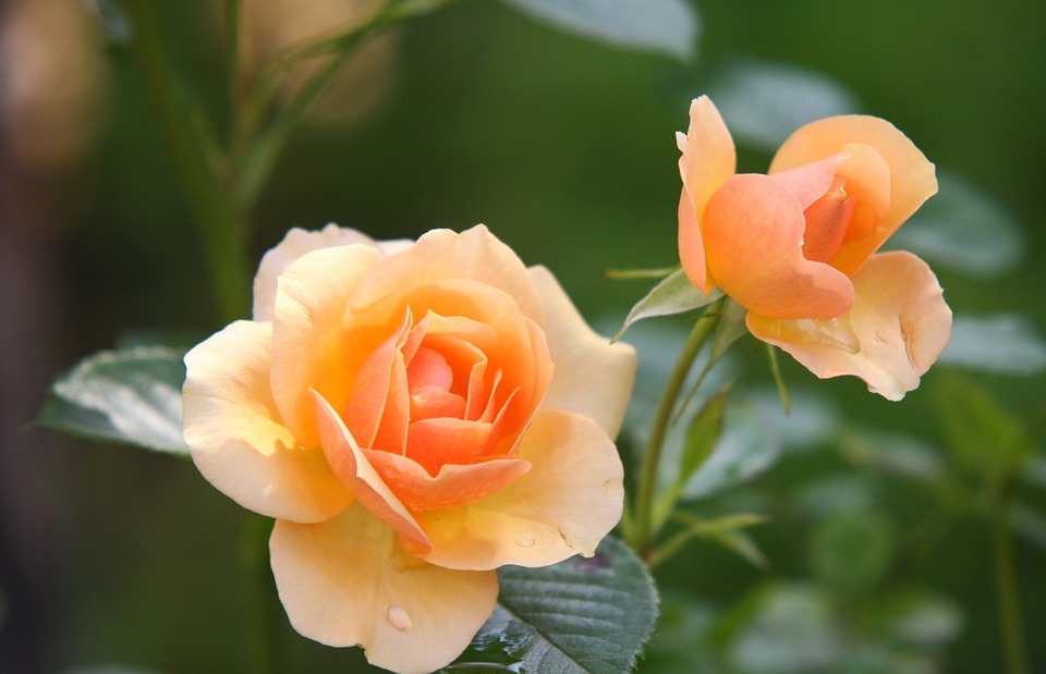 rose, flower, blossom