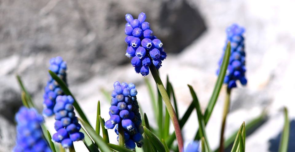 muscari, blue, spring flower