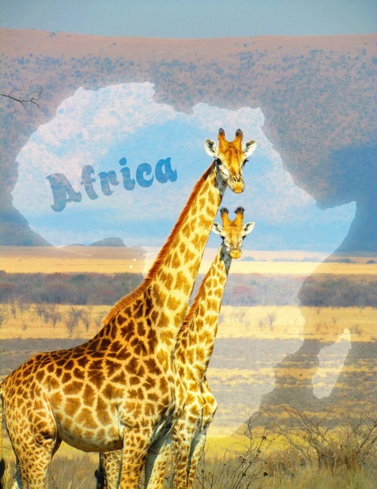 giraffes, south africa, safari
