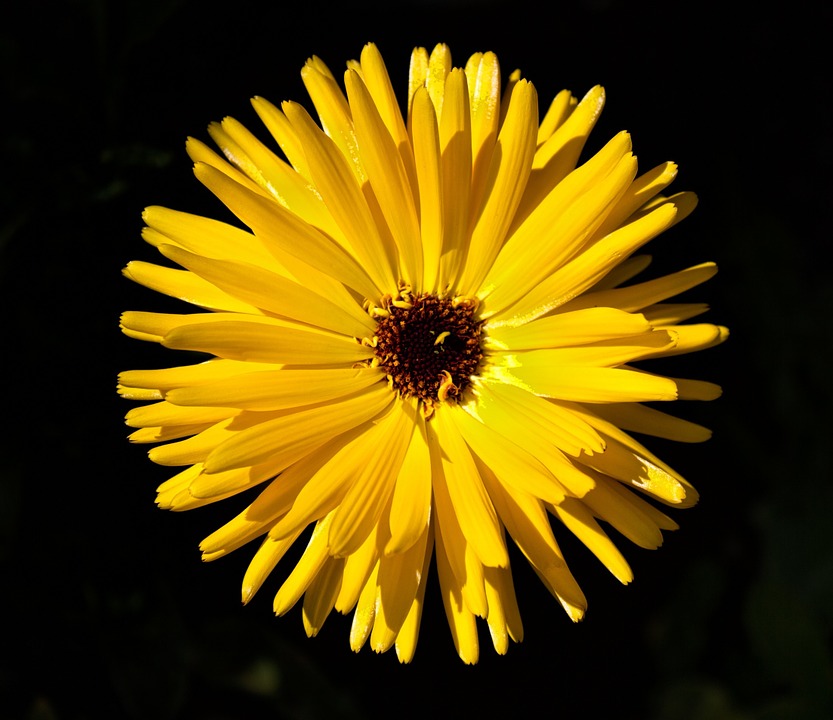 plant, flower, yellow