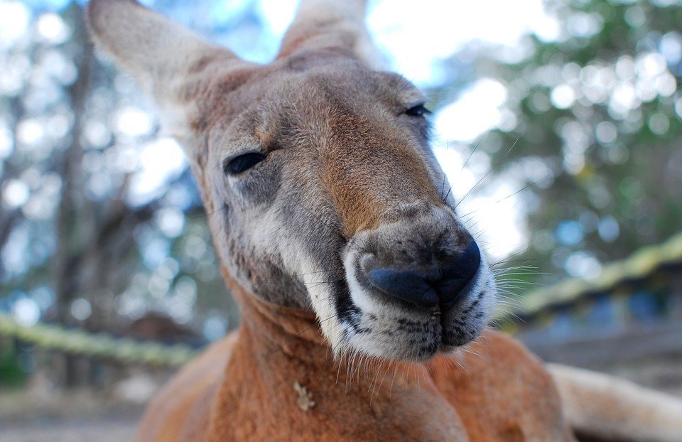 kangaroo, marsupial, close up