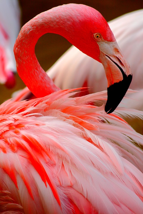 flamingo, bird, rosa