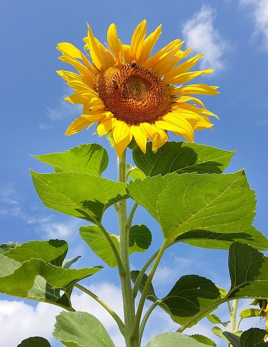 sunflower, flower, yellow
