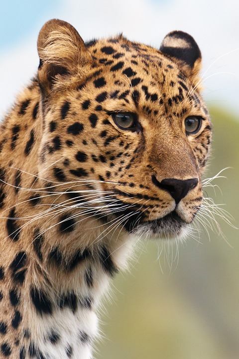 cheetah, leopard, animal