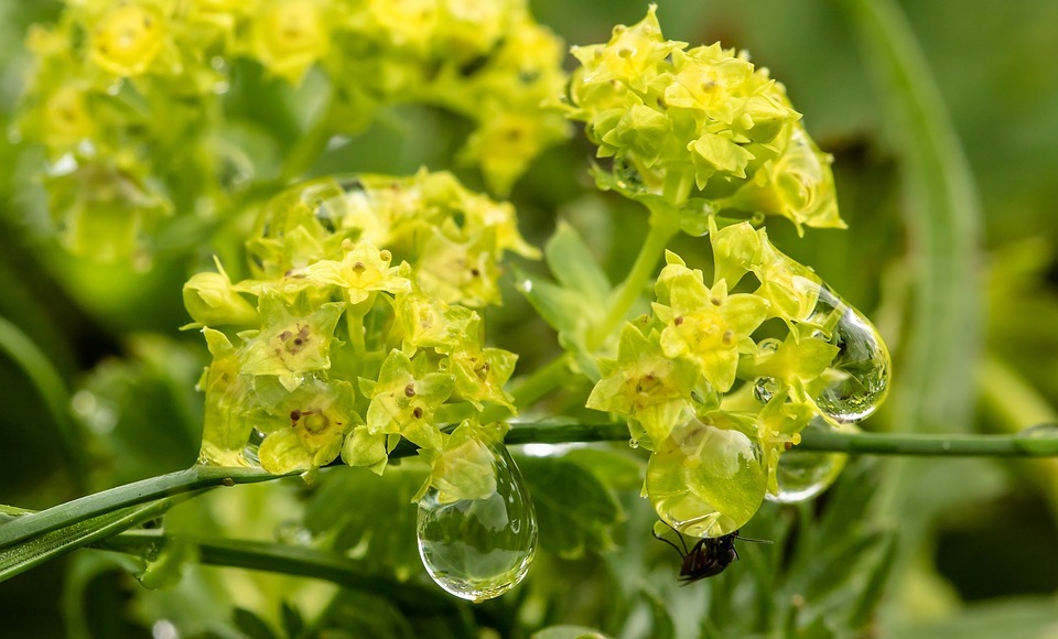 raindrop, dewdrop, small flowers