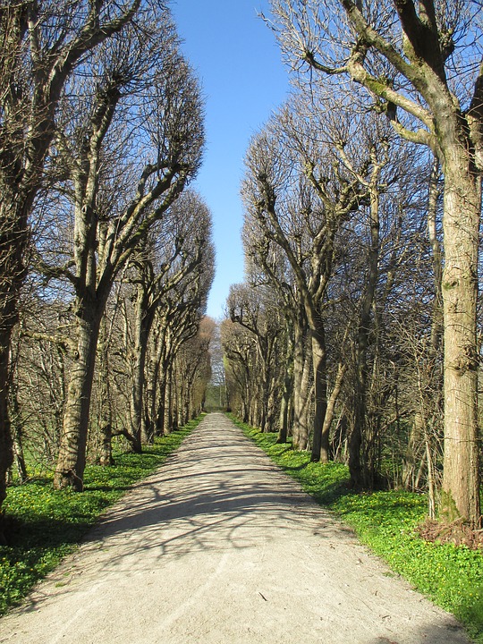 avenue, trees, spring