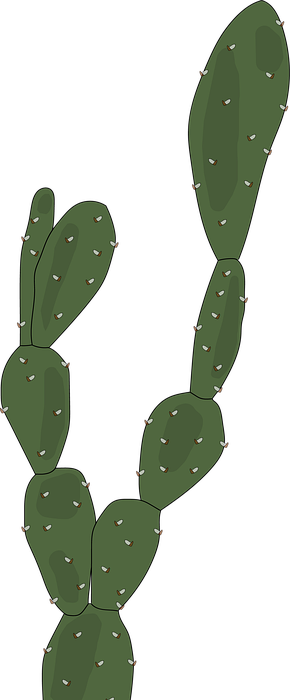 desert plants, cactus, green
