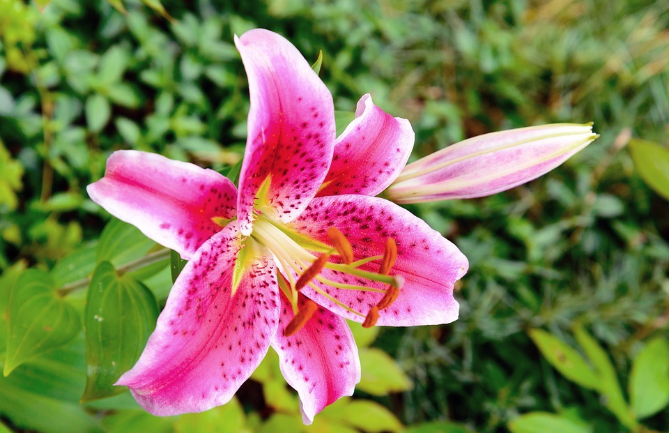 pink flower, exotic flower, lily