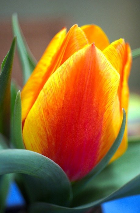 tulip, flower, bud