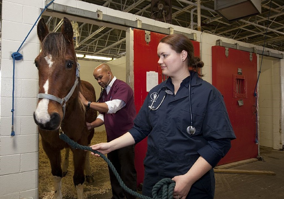 veterinarians, horse, livestock