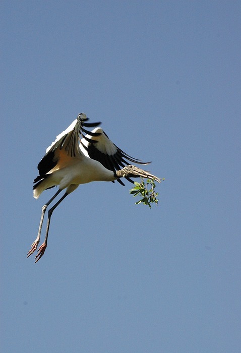 wood stork, bird, flying