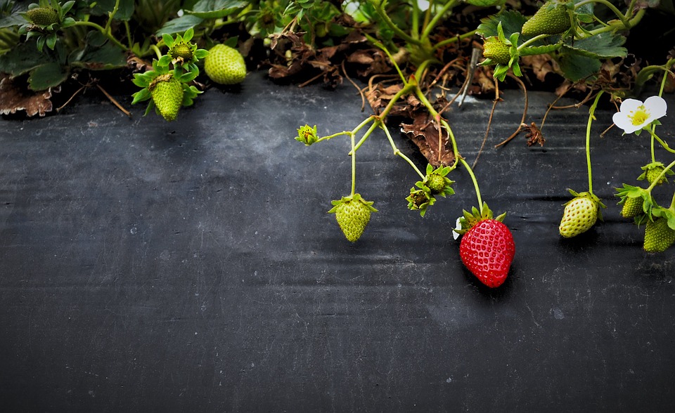 strawberries, fruit, growth