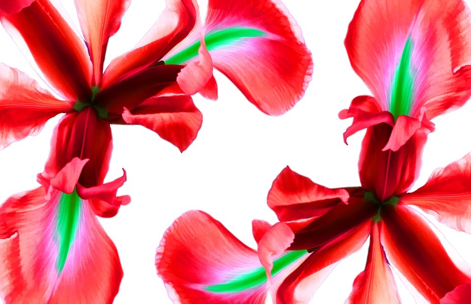 flowers, iris, red