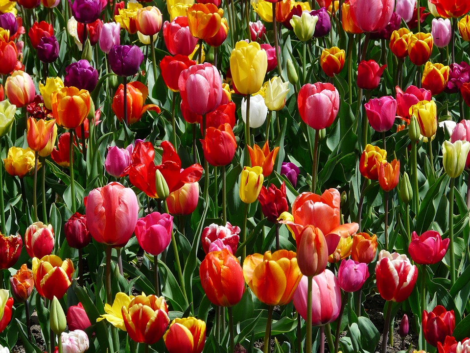 tulips, tulpenbluete, flowers