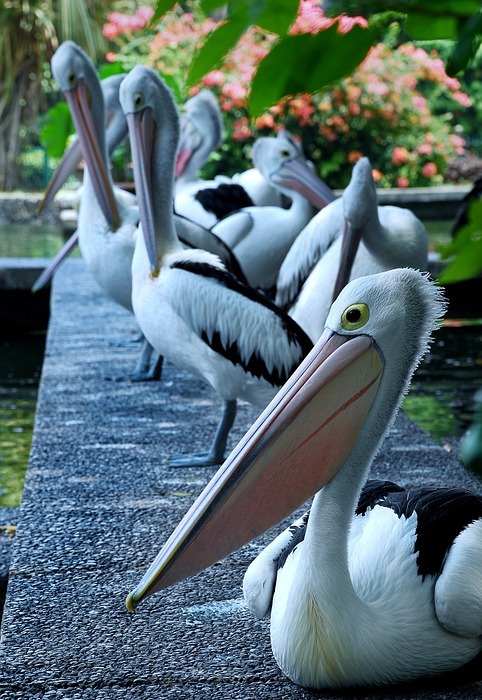 pelican, bird, animals