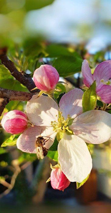 spring, flowering, bee