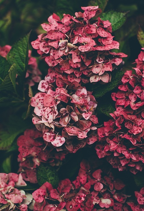 hydrangea, red, natural