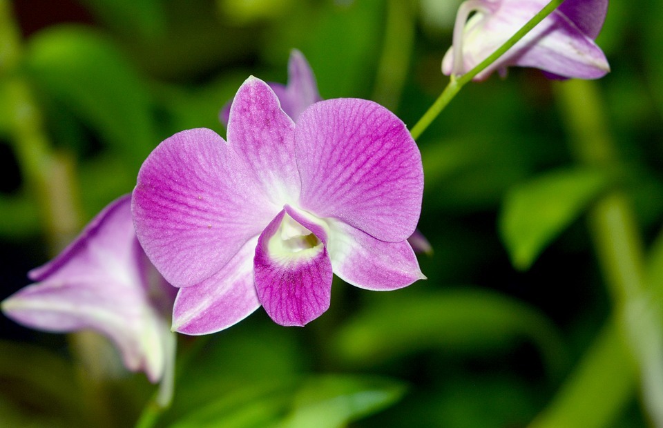 orchid, flower, exotic