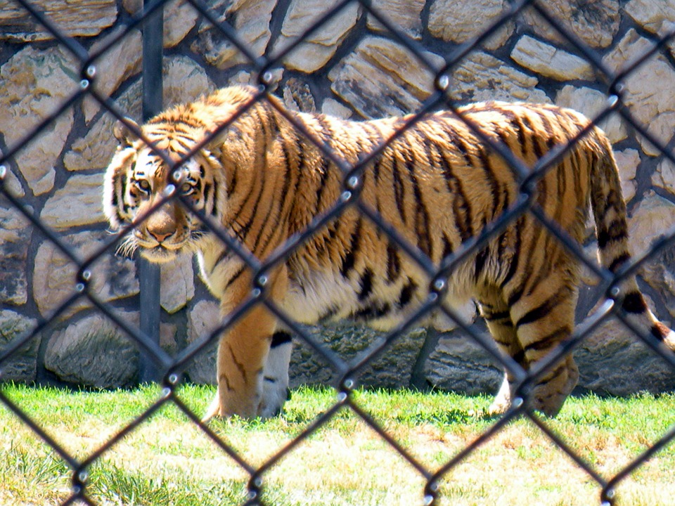 tiger, animal cat, big