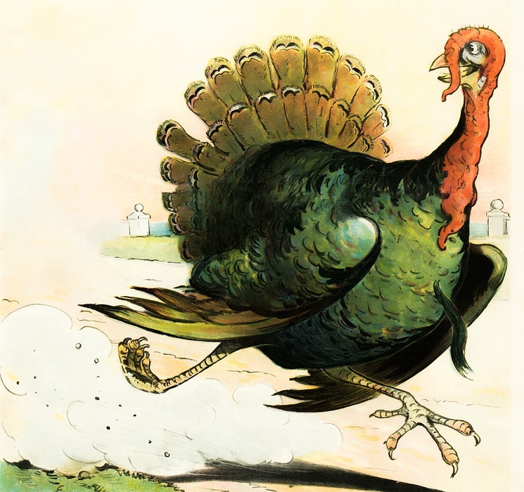 turkey, run, thanksgiving