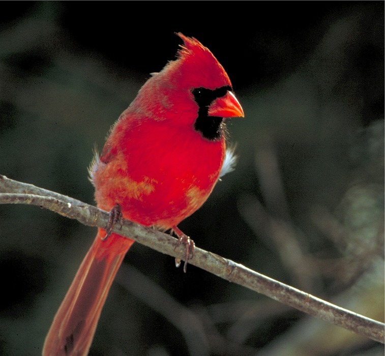 cardinal, bird, perched