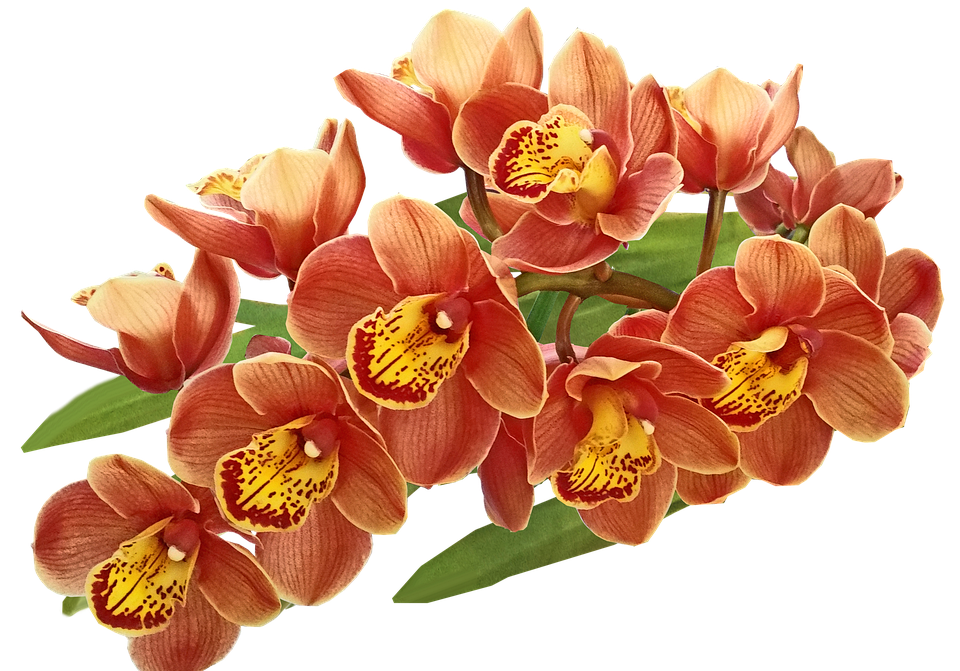 flowers, orchids, exotic
