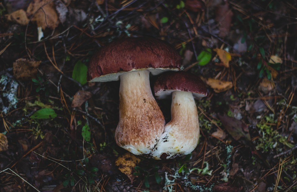 mushroom, fungus, food