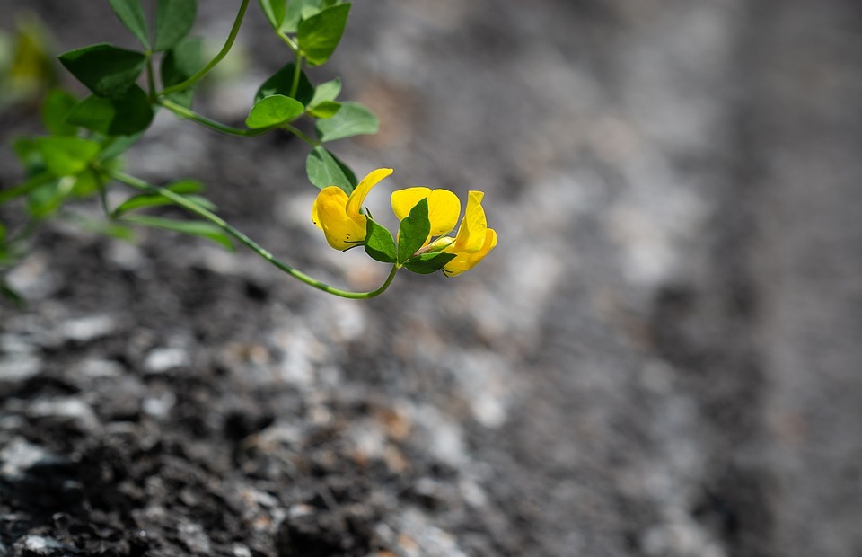 flower, yellow, small