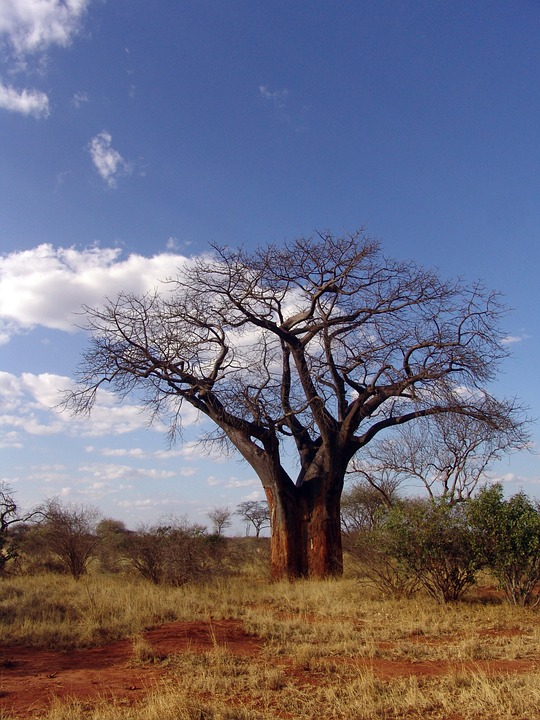 baobab, africa, baobab dino