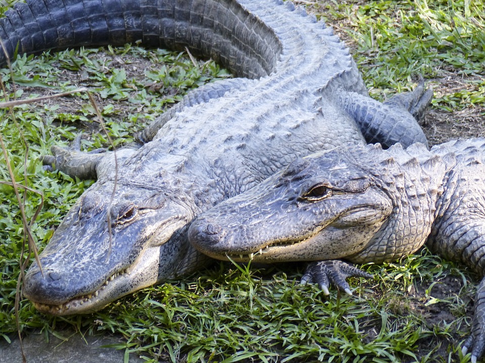 crocodile, reptile, water