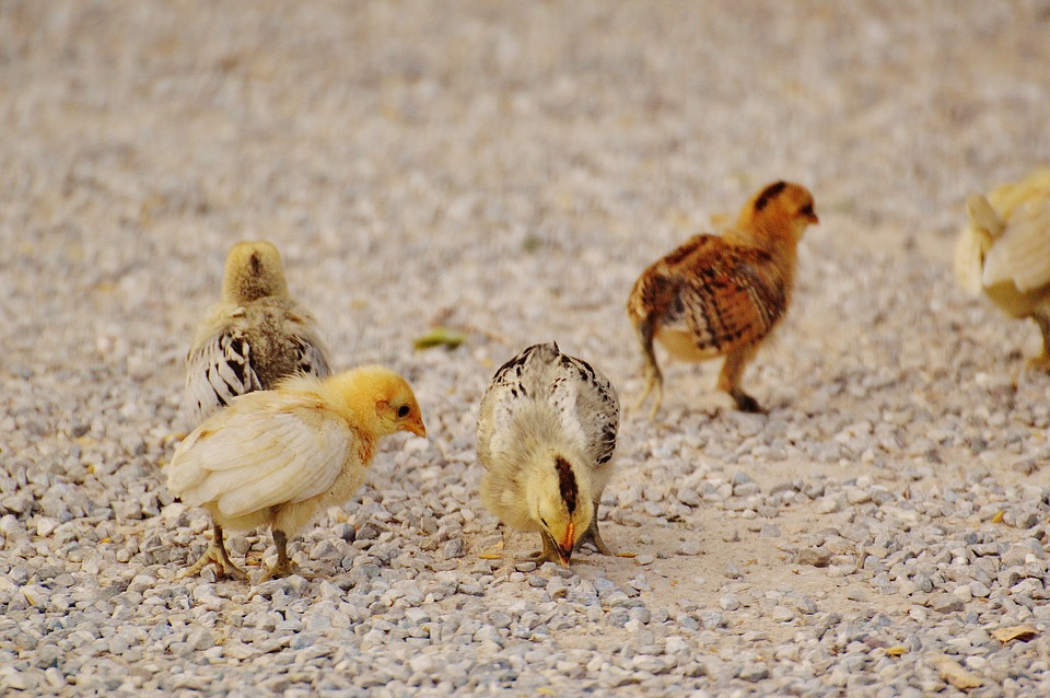 chicks, chicken, small