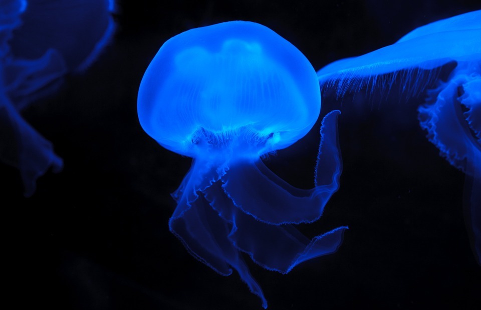 animal, jellyfish, blue