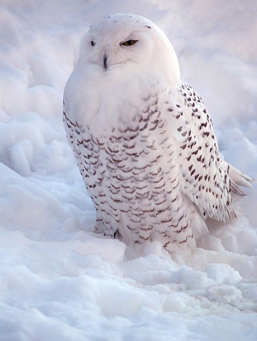 white, snowy owl, bird of prey