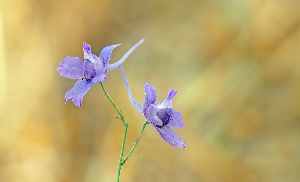 small rittersporn, arable larkspur, wild plant