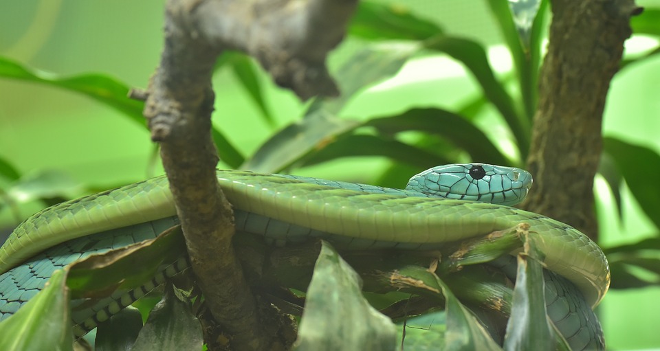 green mamba, dendroaspis viridis, real poison snakes