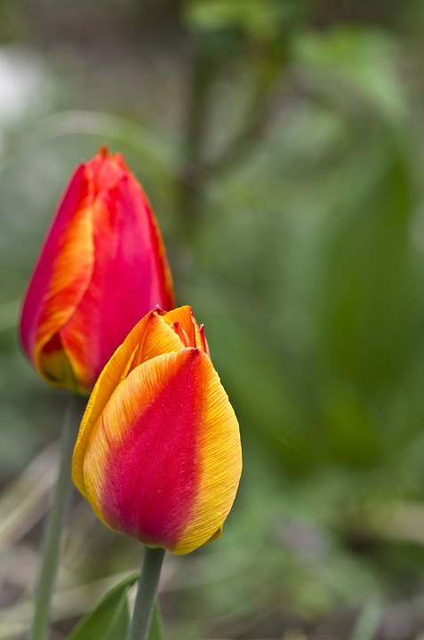 tulip, spring, blossom