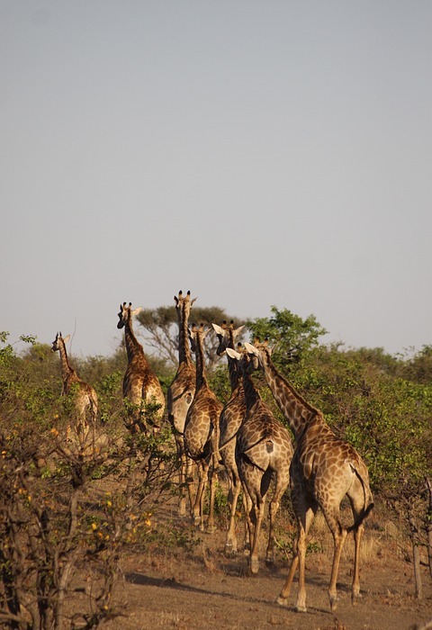 africa, giraffes, safari