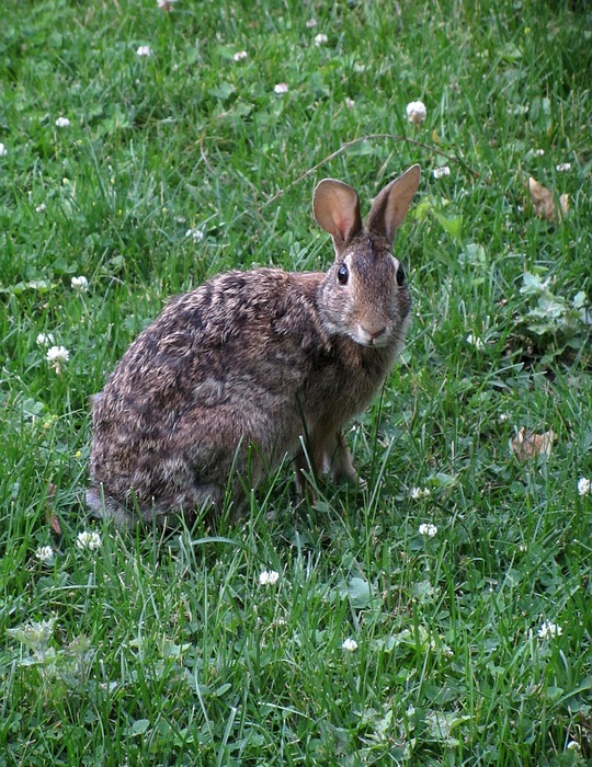 alert, bunny, rabbit