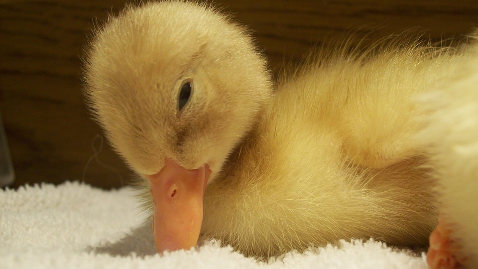 duck, baby, duckling