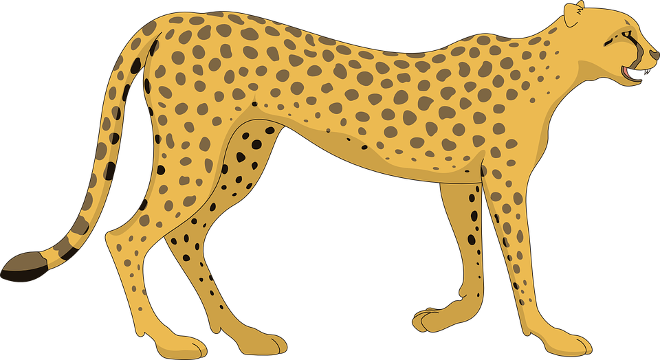 cat, cheetah, walking