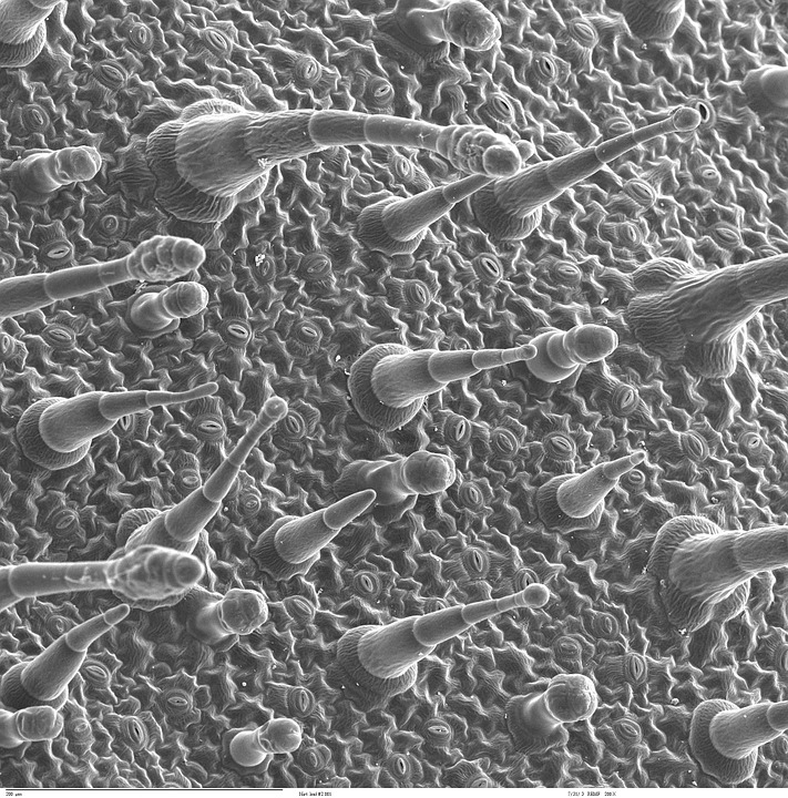 epidermis, leaf, electron microscopy