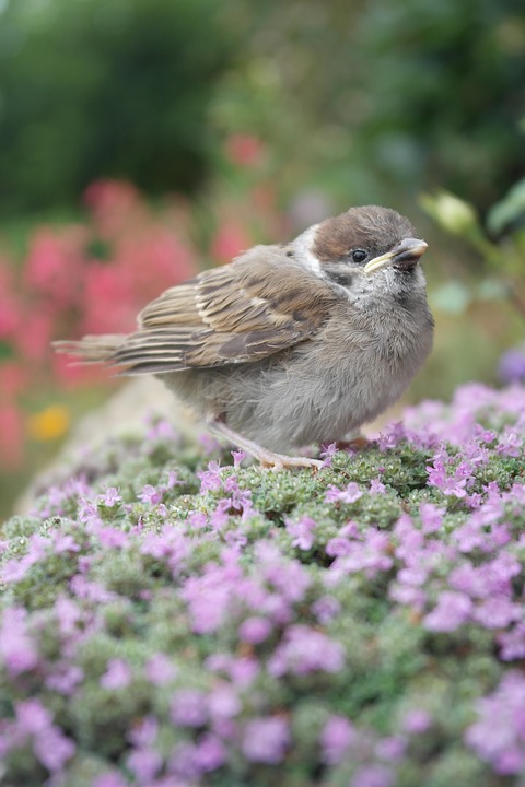 bird, sparrow, nature