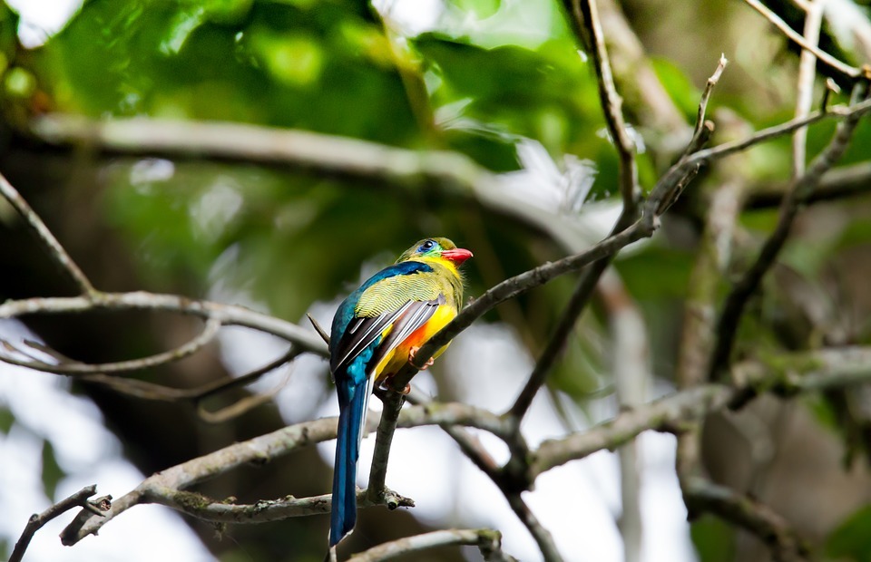 wild birds, colorful, rainforest