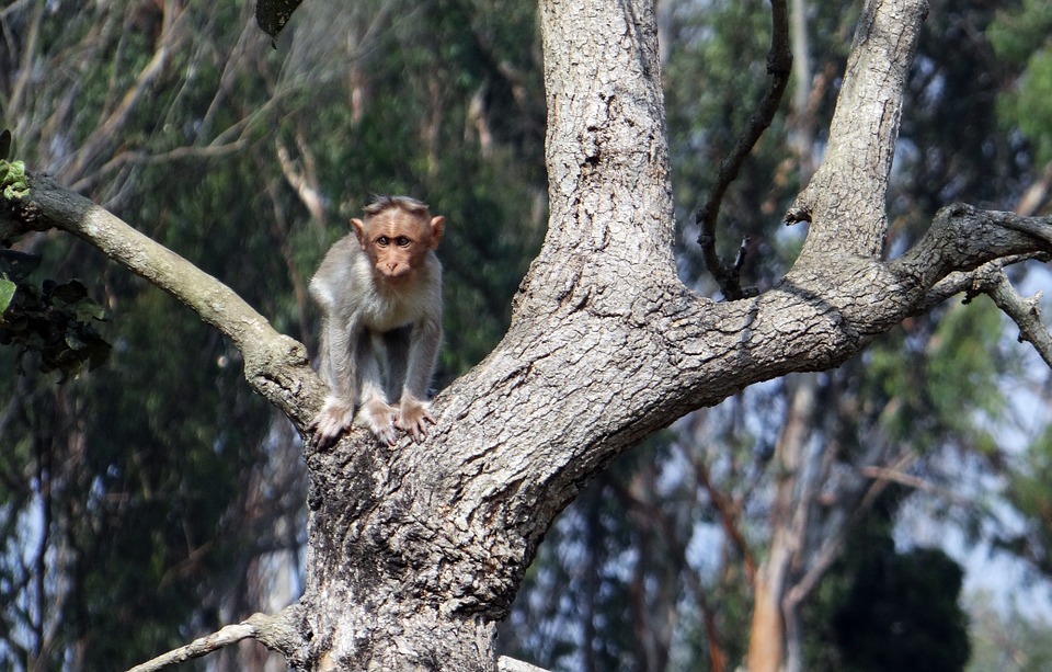 bonnet macaque, baby, fauna